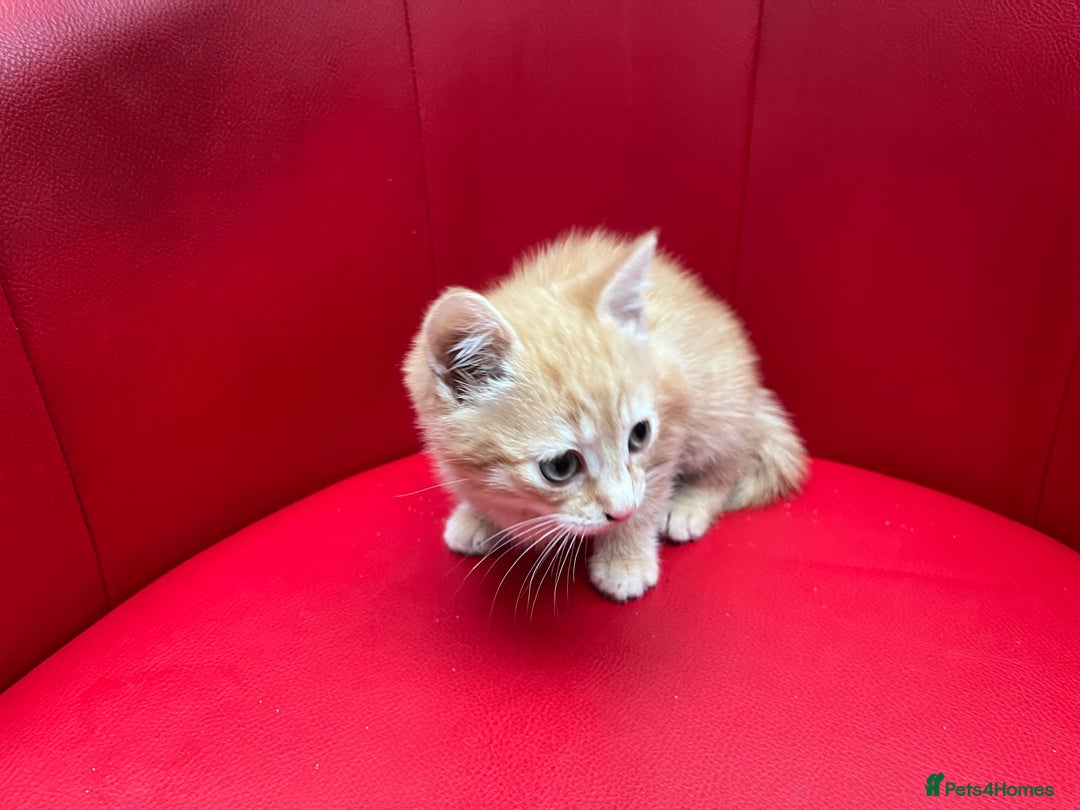 Mixed Breed cats for sale: Ginger Boy looking for a loving home. - Advert 7