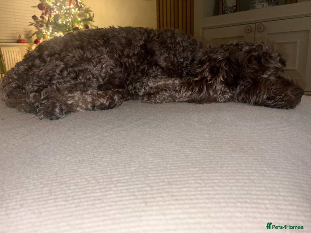 Cockapoo dogs for sale: Adorable 3 week old Cockapoo Puppies!!  - Advert 4