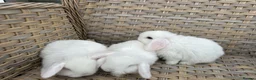 Mini Lop rabbits for sale: Blue eyed white mini lops. - Advert 10