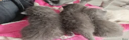 British Shorthair cats for sale: Adorable British Short hair kittens  - Advert 21
