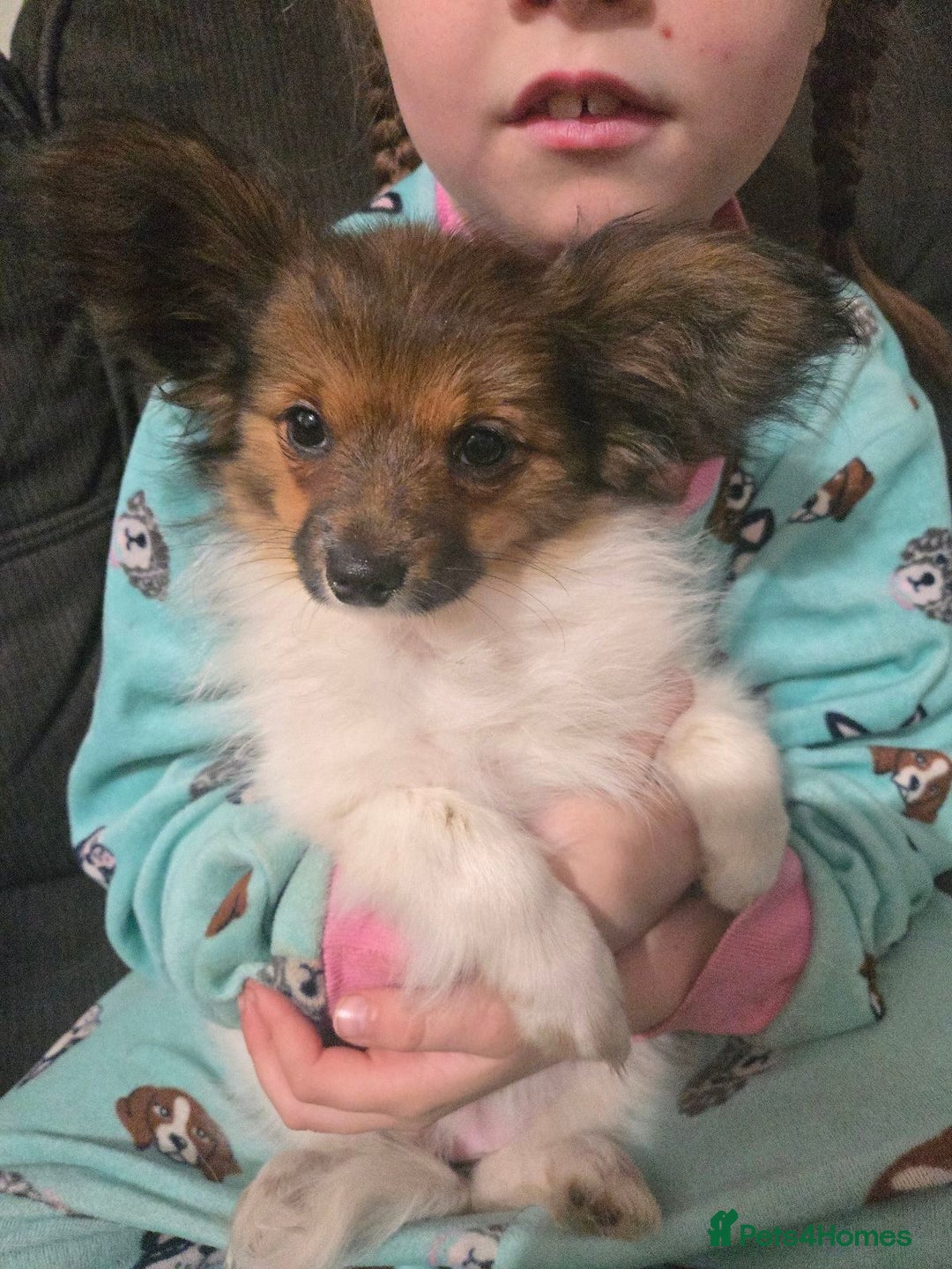 Papillon dogs for sale: Females and Males PureBred Papillon Pups - Advert 2