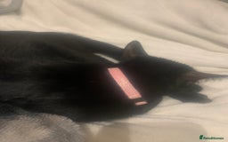 British Shorthair cats for sale: Black short haired kittens for sale ❤️ - Image 6