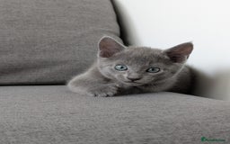 Russian Blue cats for sale: Russian blue babies looking for FOREVER homes - Image 15