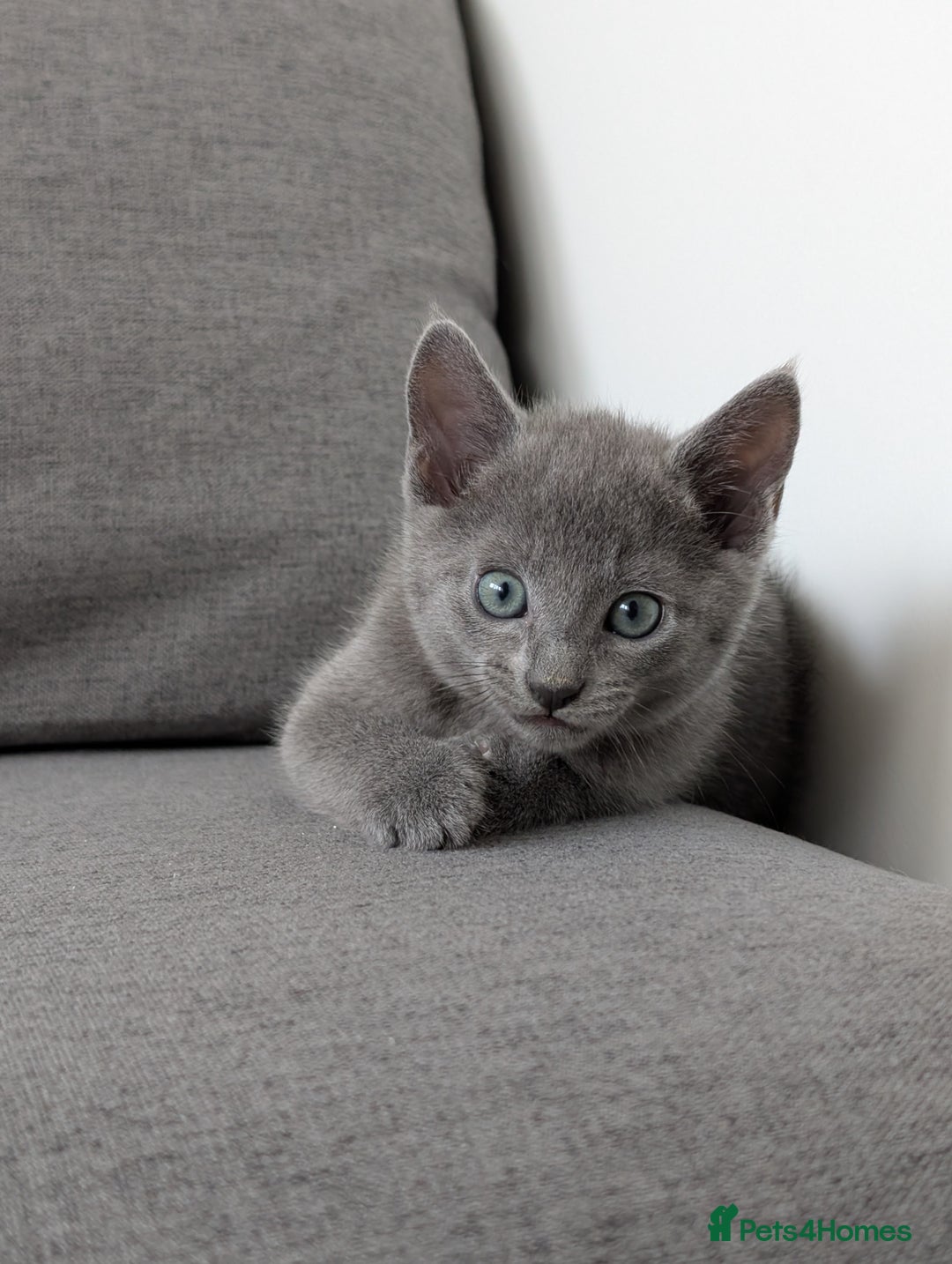 Russian Blue cats for sale: Russian blue babies looking for FOREVER homes - Image 15