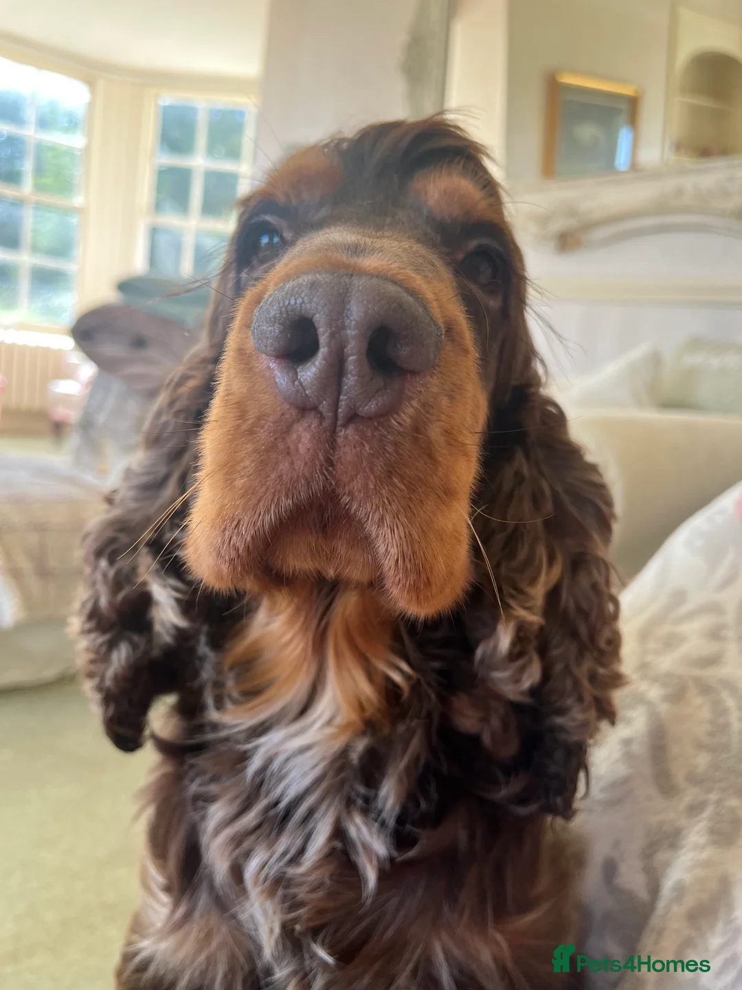 Cocker Spaniel dogs for stud: KC Superb example Classic SHOW Cocker Stud in Ruthin - Advert 7