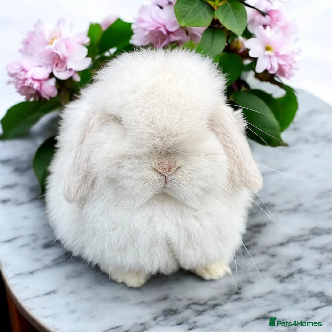 Mini Lop rabbits for sale: Doe and buck mini lops  - Advert 9