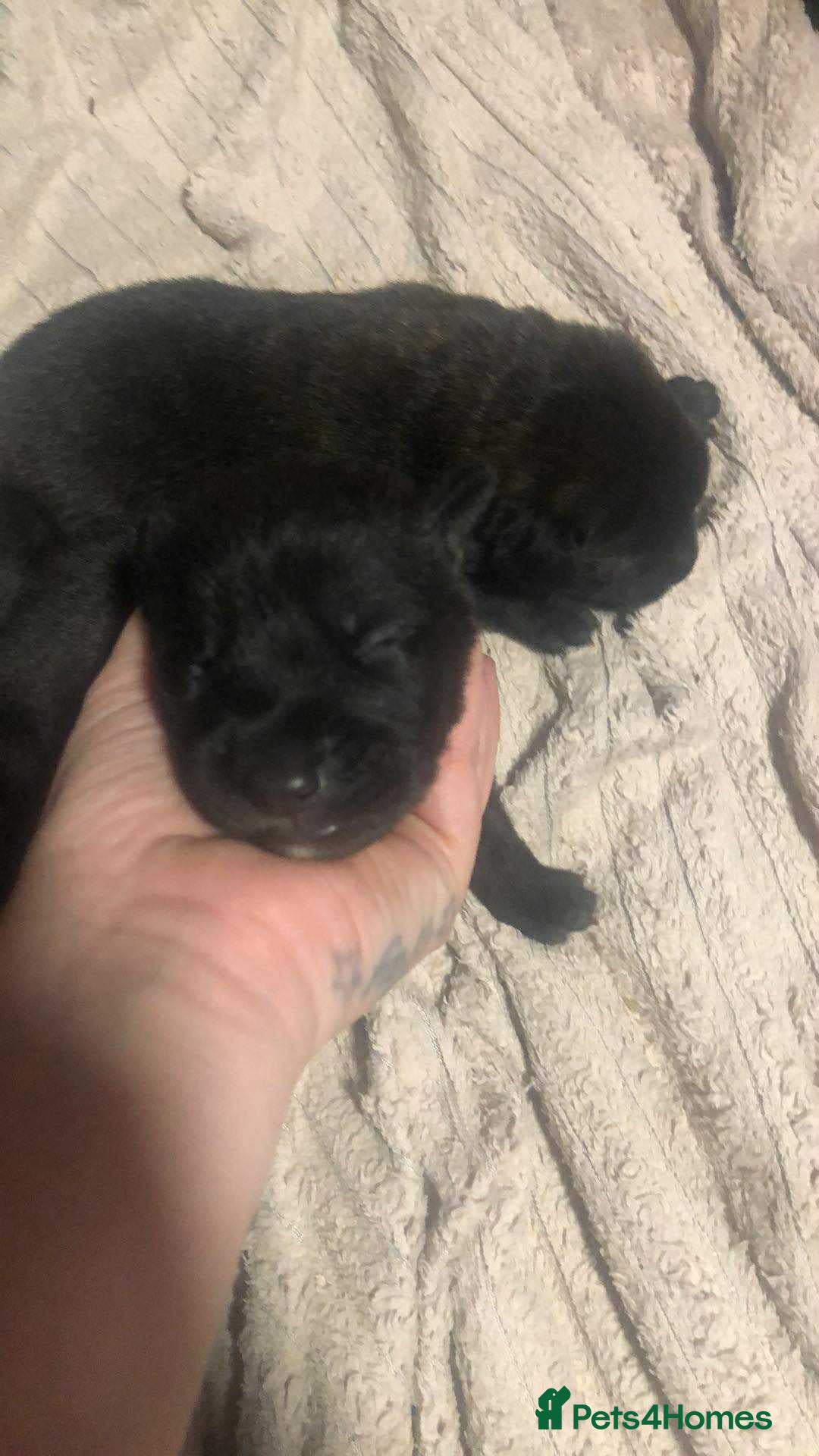 Mixed Breed dogs for sale: Cane corso cross German shepherd puppy’s  - Image 19