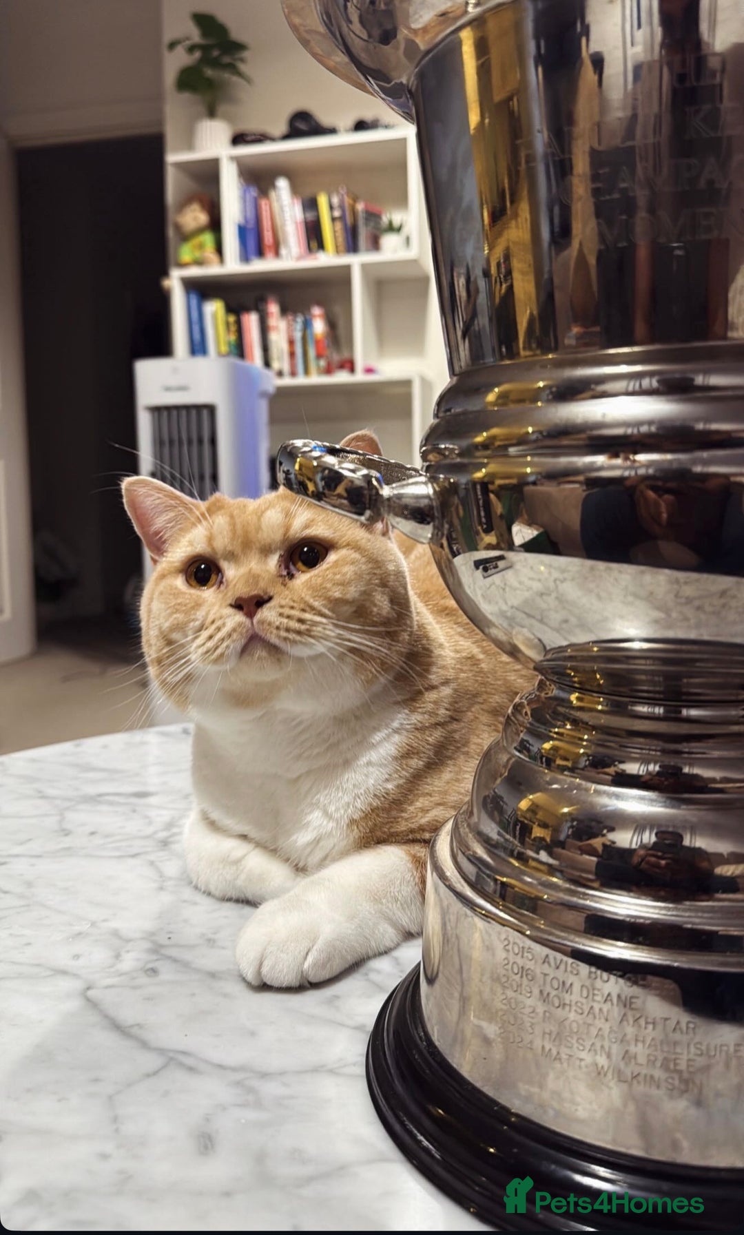 British Shorthair cats for sale: Beautiful British Shorthair Boy - Advert 2