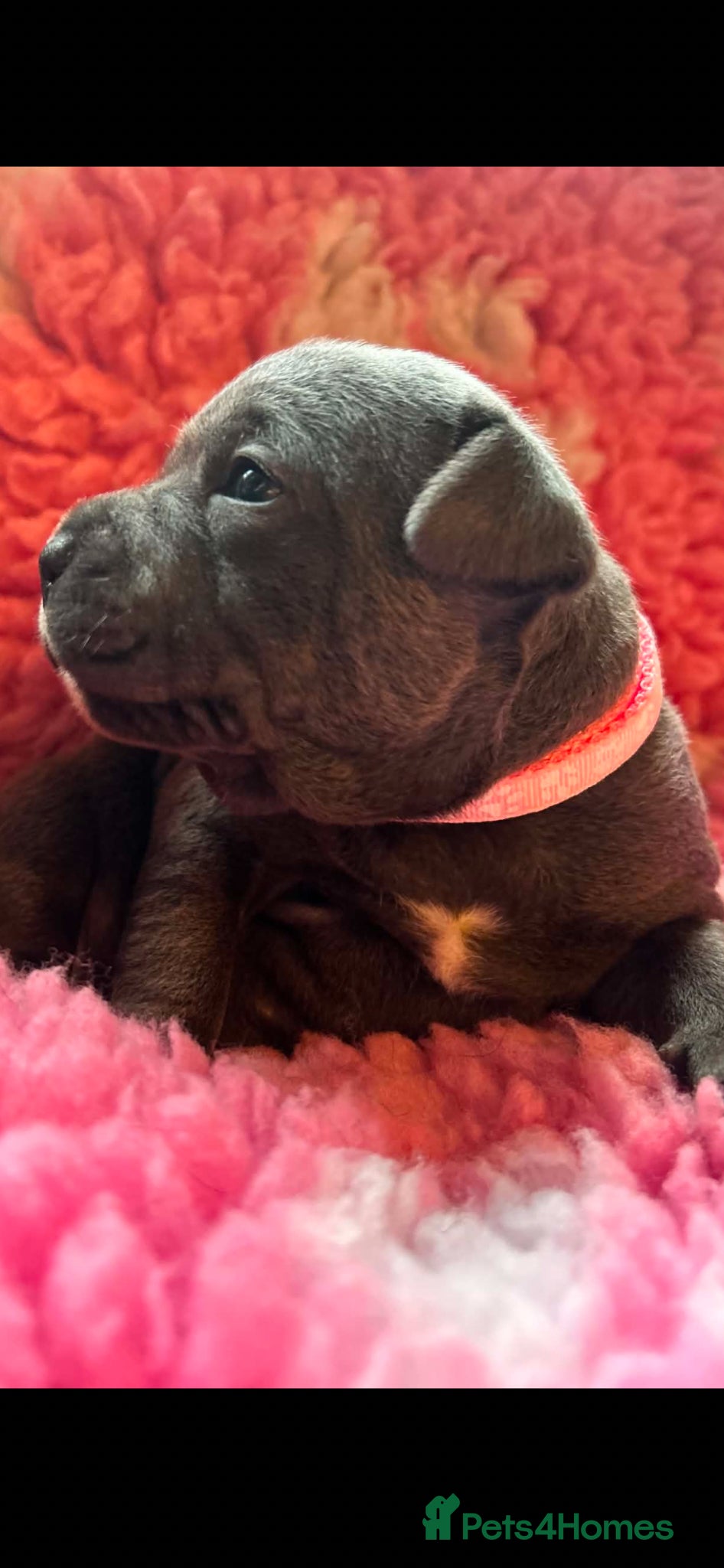 Staffordshire Bull Terrier dogs for sale: Top pedigree blue Staffordshire bull terriers in Glasgow - Advert 11