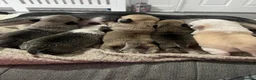 Chug dogs for sale: 5 x stunning chug puppies  - Advert 17