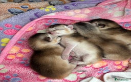 Abyssinian cats for sale: GCCF registered beautiful Abyssinian kittens - Image 8