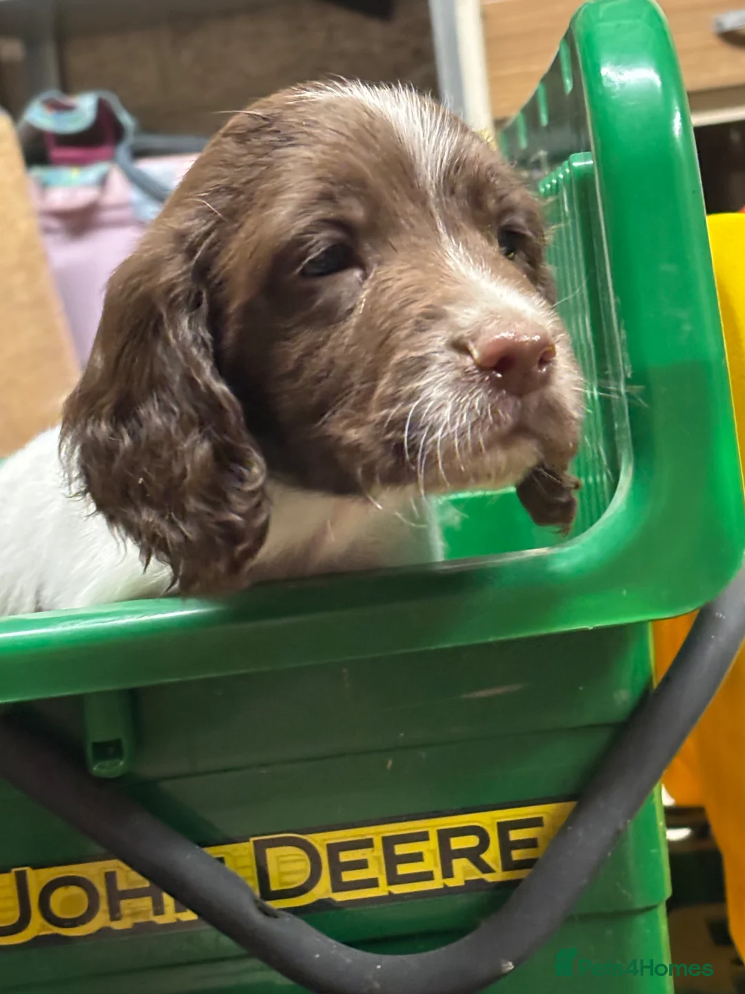 English Springer Spaniel dogs for sale: **Springer Spaniel puppies** 4 remaining - Advert 1