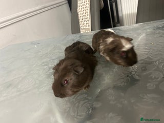 Guinea Pig rodents - Advert 4