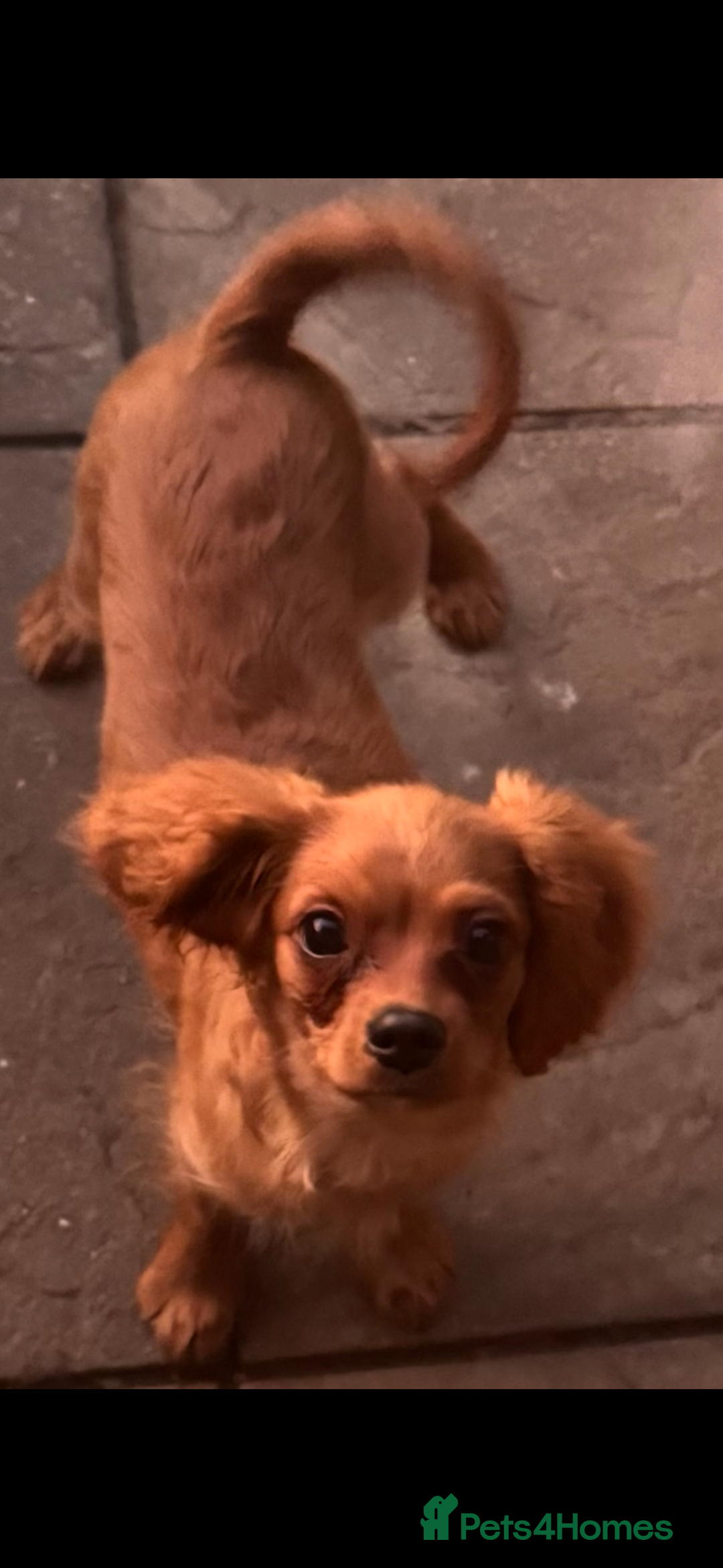 Cavapoochon dogs for sale: cavapoochon boy health tested parents  - Advert 1