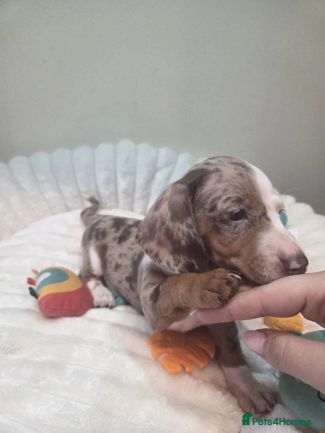 Miniature Dachshund dogs for sale: Miniature dachshund  - Advert 5