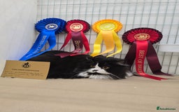 British Longhair cats for sale: GccfChampion black bi colour British longhair lady - Image 7