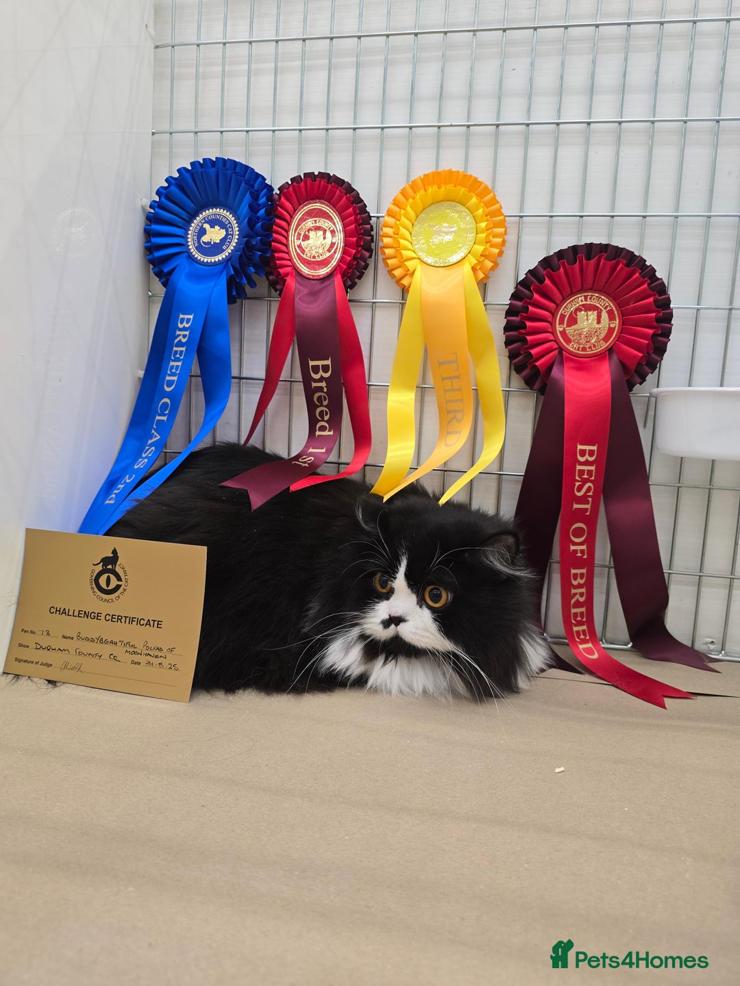 British Longhair cats for sale: GccfChampion black bi colour British longhair lady - Image 7