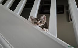 Domestic Shorthair cats for sale: Friendly and Playful Tabby Kitten - Image 7