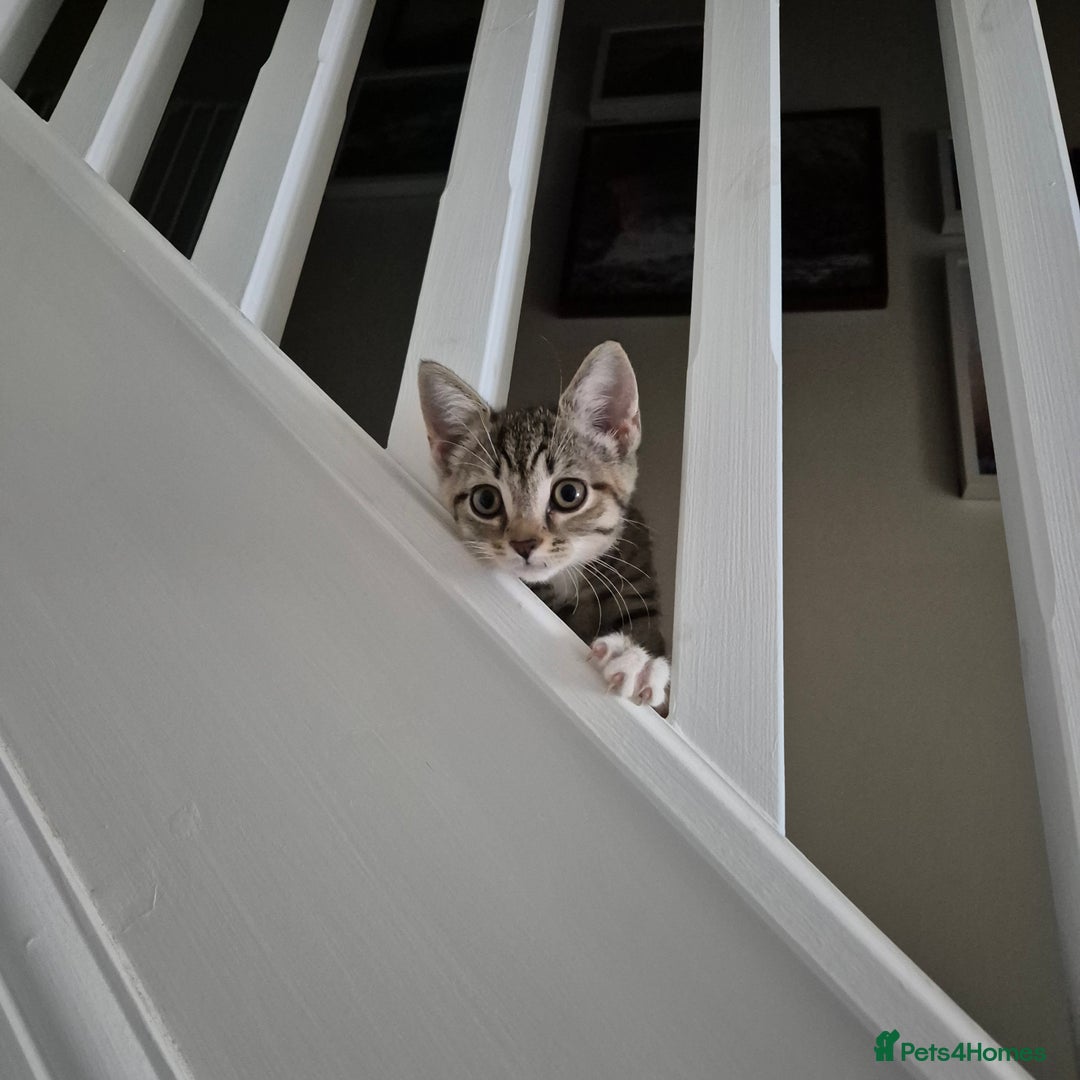Domestic Shorthair cats for sale: Friendly and Playful Tabby Kitten - Image 7