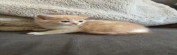 Persian cats for sale: Persian crossed kittens ready now  - Advert 6