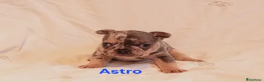 Astro