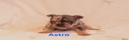 French Bulldog dogs for sale: Gorgeous French Bulldog puppies. in Filey - Advert 11