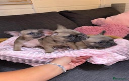 French Bulldog dogs for sale: French buldogs - Image 1