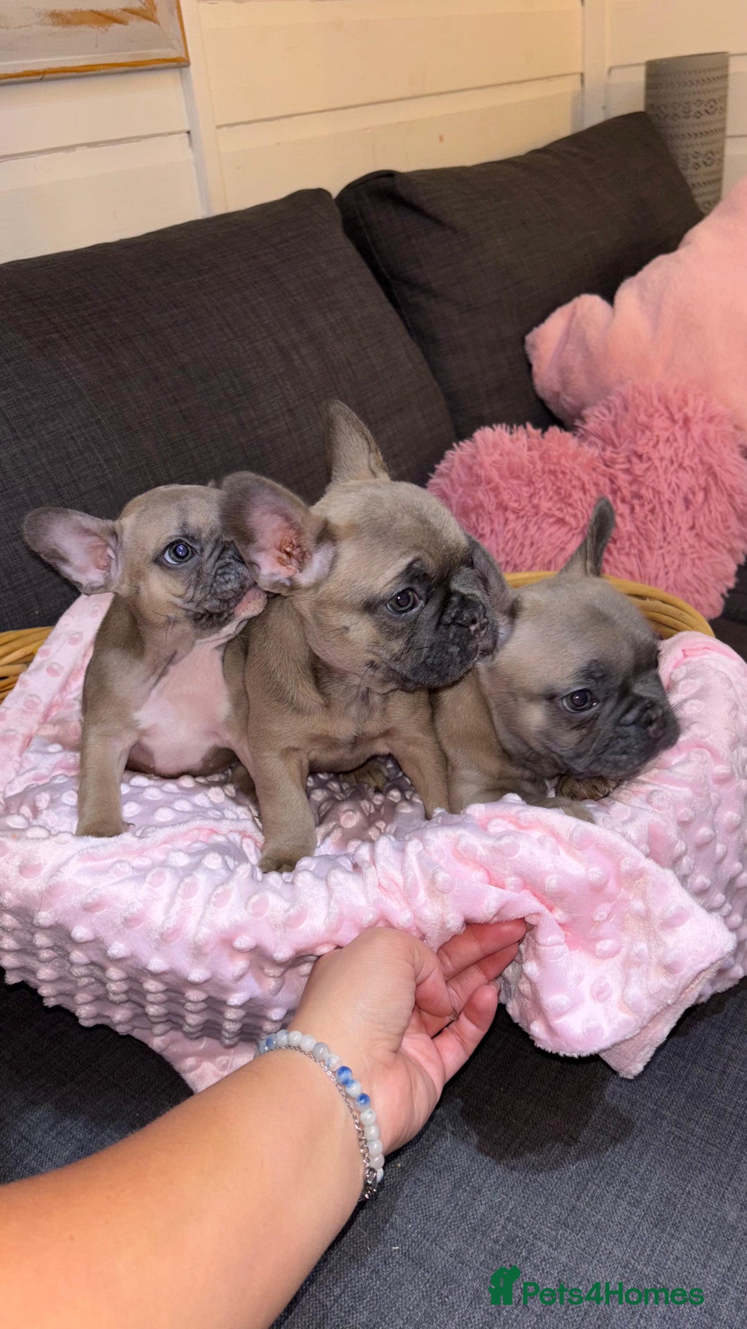 French Bulldog dogs for sale: French buldogs - Image 1