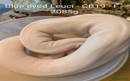 Python Snake reptiles for sale: Snakes for sale - Image 17