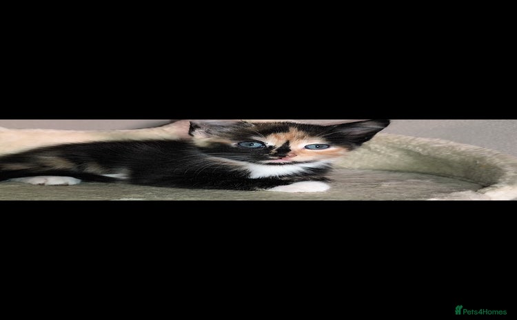 Mixed Breed cats - Advert 10