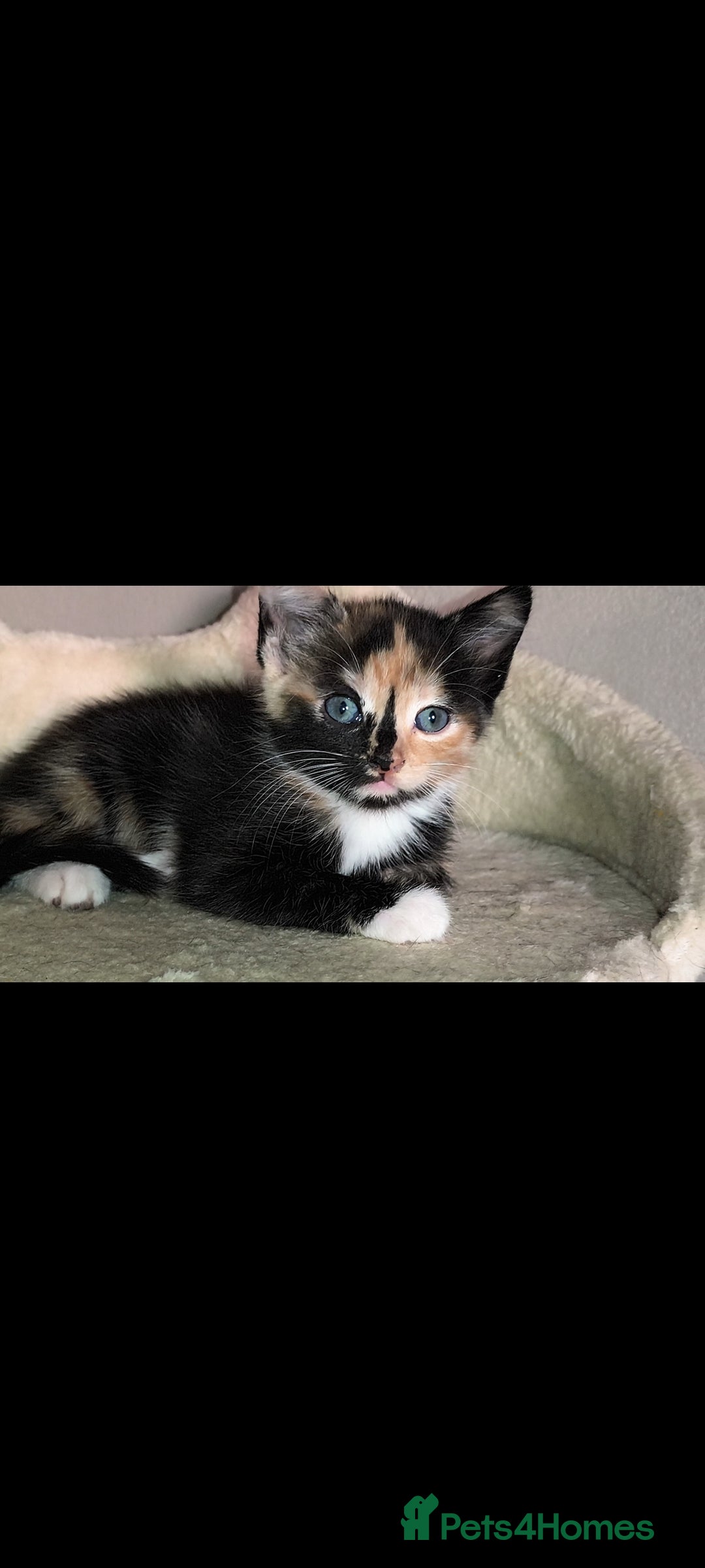 Mixed Breed cats for sale: 4 beautiful kittens - Image 1