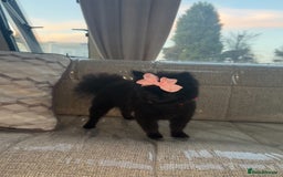 Pomeranian dogs for sale: darla🌸💗 - Image 2