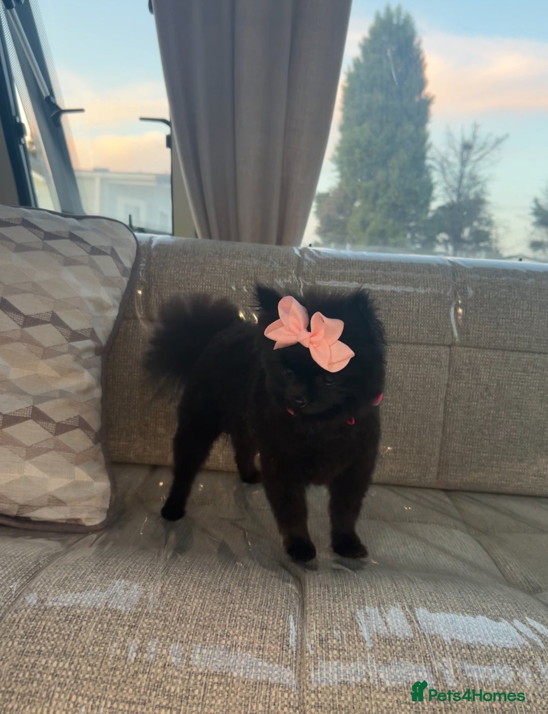 Pomeranian dogs for sale: darla🌸💗 - Image 2