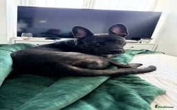 Mixed Breed dogs for sale: Bear - Staffy X German Shepherd - Image 39