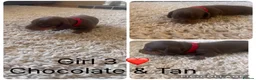 Miniature Dachshund dogs for sale: Beautiful Miniature Dachshunds  in Ballycastle - Advert 6