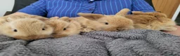 Mini Lop rabbits for sale: Mini Lop Bunnies ready for reserve - Advert 7