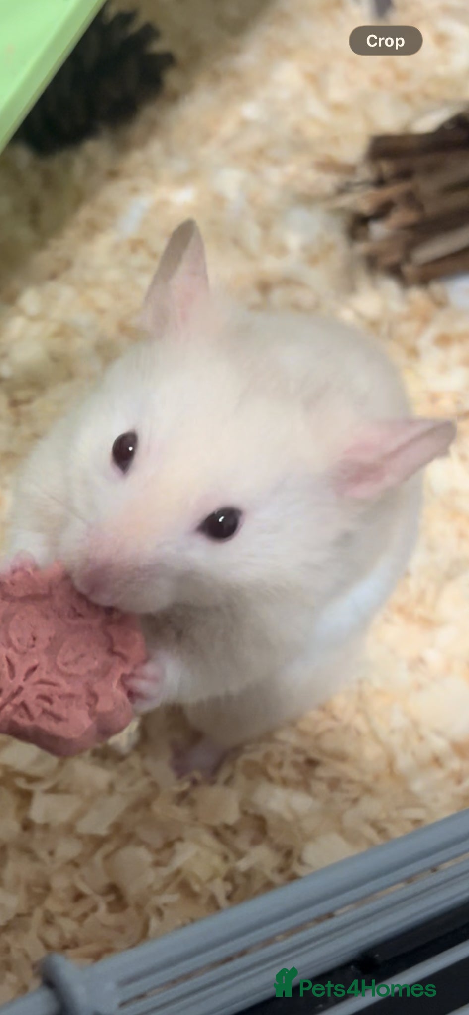 Hamster rodents Free to Good Home – Gentle & Friendly Hamster 🐹 - Advert 2