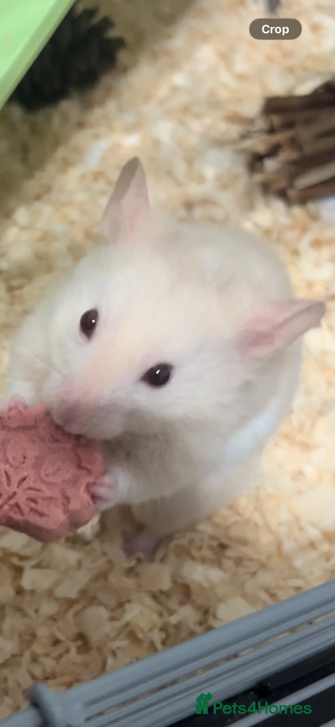 Hamster rodents for sale: Free to Good Home – Gentle & Friendly Hamster 🐹 in Gillingham - Advert 1