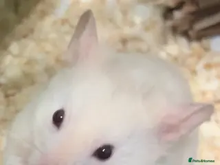 Hamster rodents Free to Good Home – Gentle & Friendly Hamster 🐹 - Advert 2
