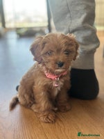 Cavapoo dogs F1 Toy Cavapoo girl puppy beautiful lapdog - Advert 3