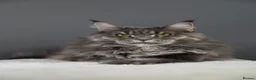 Maine Coon cats for sale: Octavia & Freya  - Advert 7