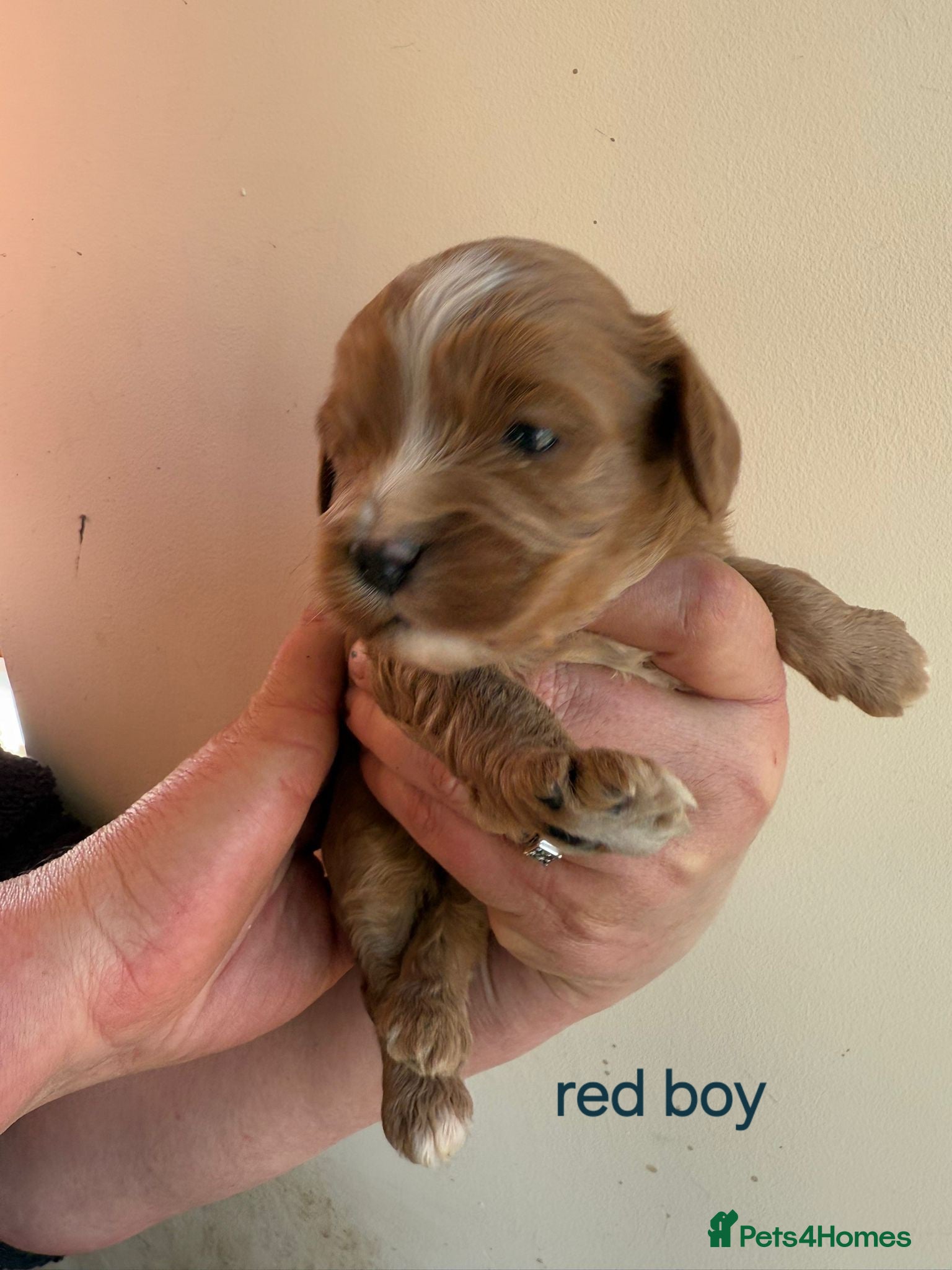 Cavapoo dogs F1 fully health tested cavapoo puppies!  - Advert 3