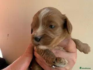 Cavapoo dogs F1 fully health tested cavapoo puppies! - Advert 3