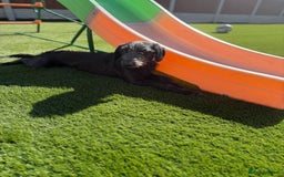 Mixed Breed dogs for sale: 1 Year Old Beddlington Whippet  - Image 1