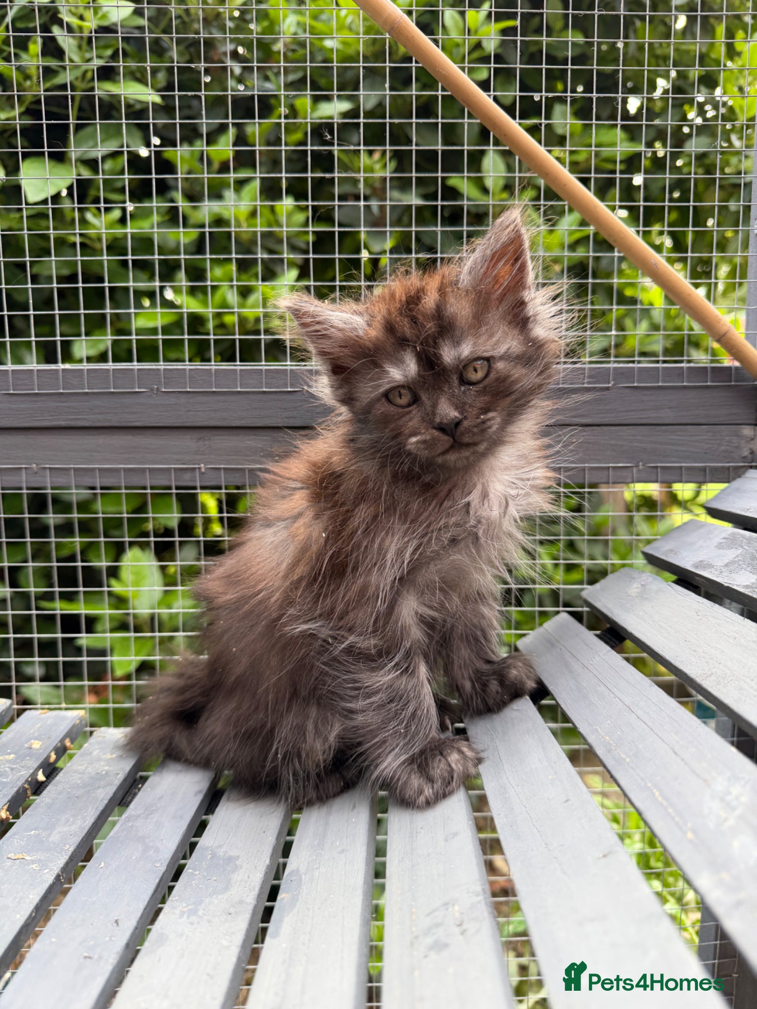 Maine Coon cats Beautiful Maine Coon Cross Female Kittens - Advert 1