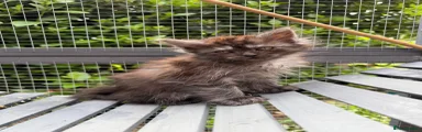 Maine Coon Kitten 1