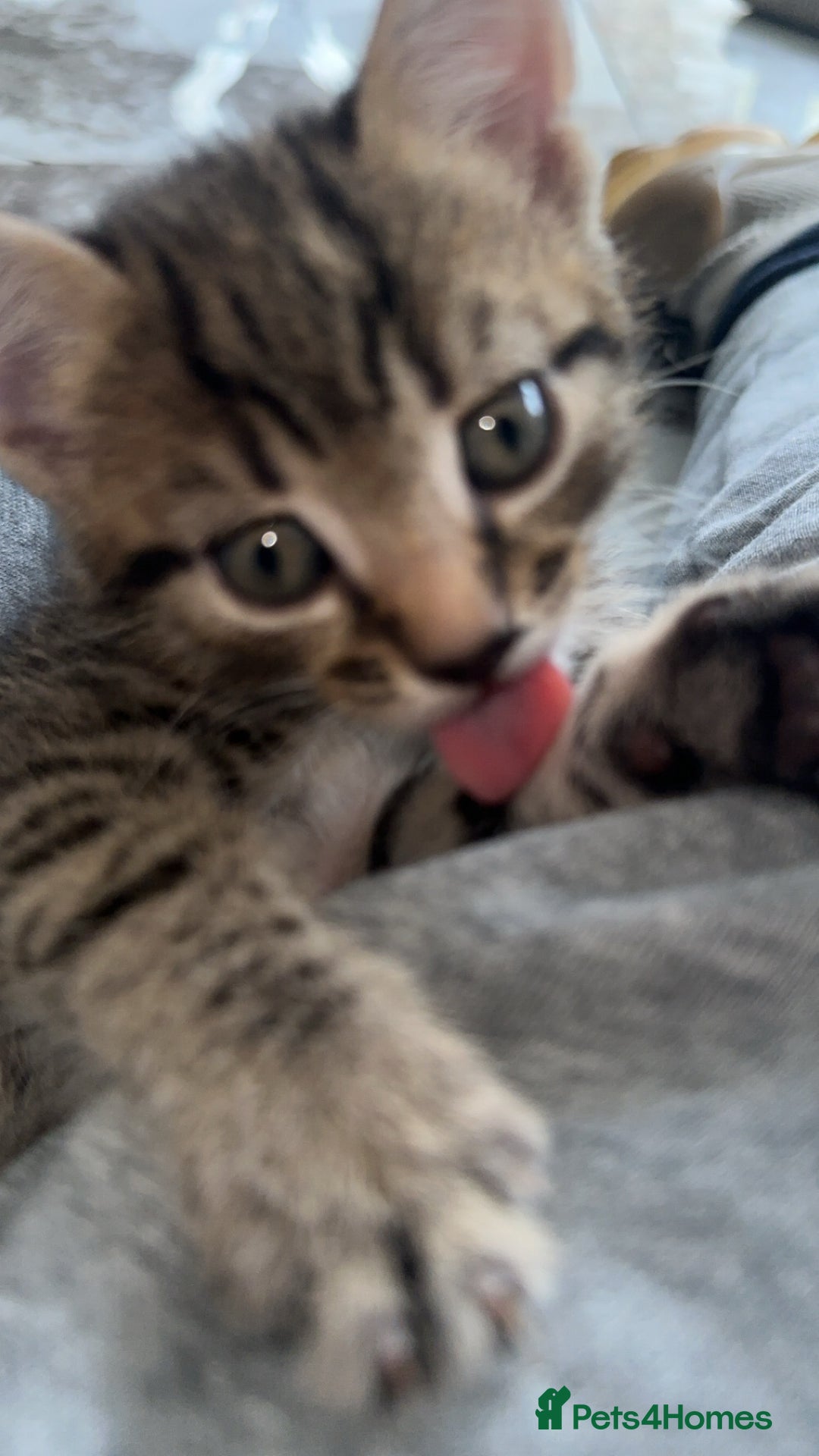 Domestic Shorthair cats for sale: Adorable tabby/bengal kittens to a good home - Image 35