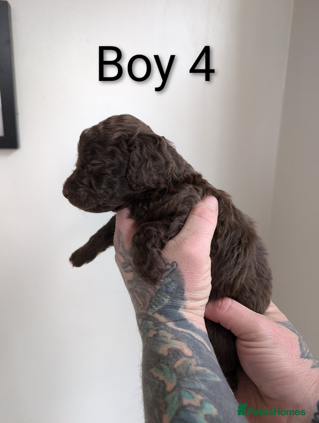 Cockapoo dogs for sale: Toy cocker poo f2 pups - Image 8