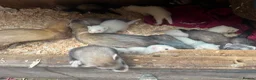 Ferret rodents for sale: Standard Ferret kits for sale  - Advert 3