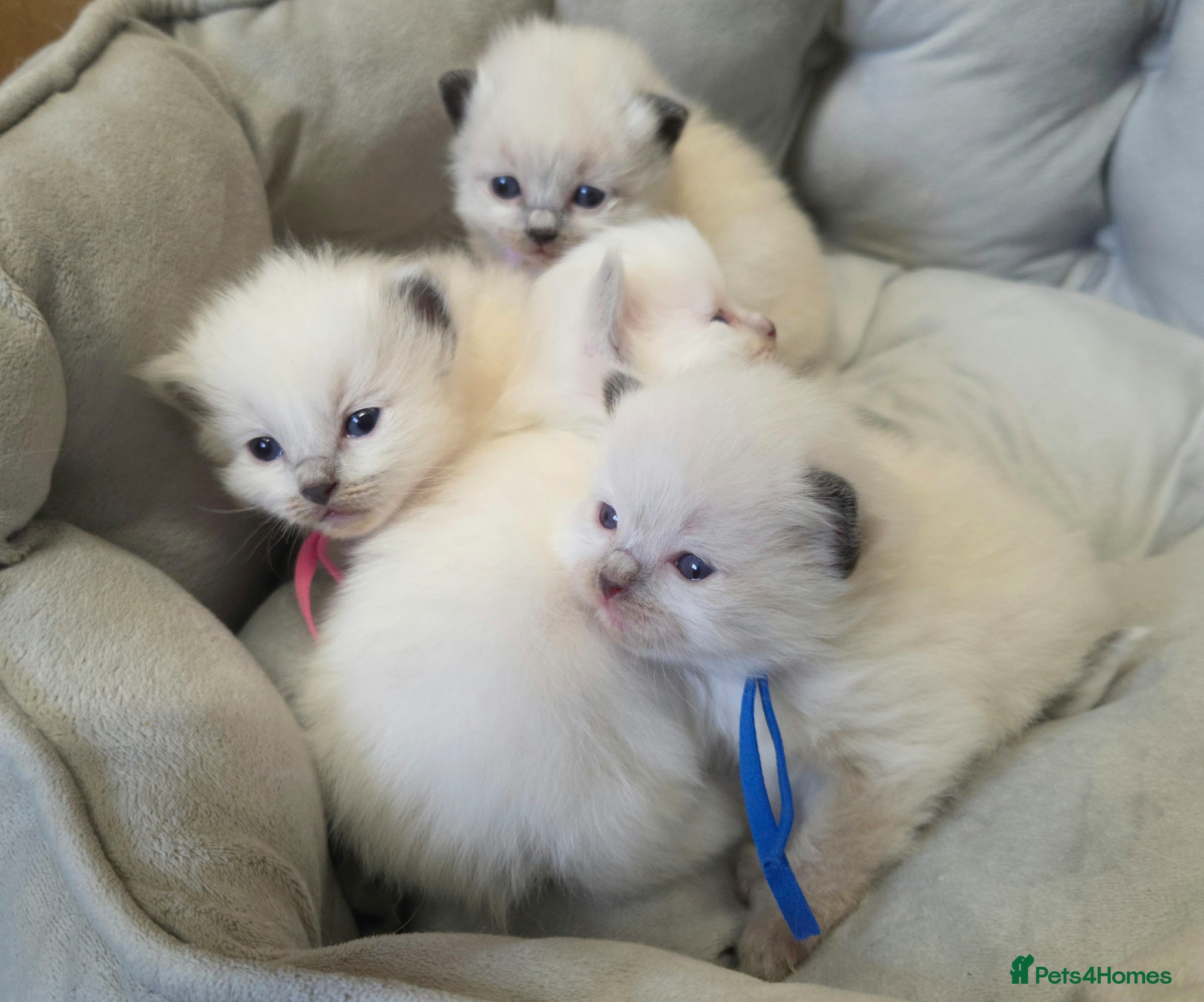 Ragdoll cats Gccf registered ragdoll kittens  - Advert 1